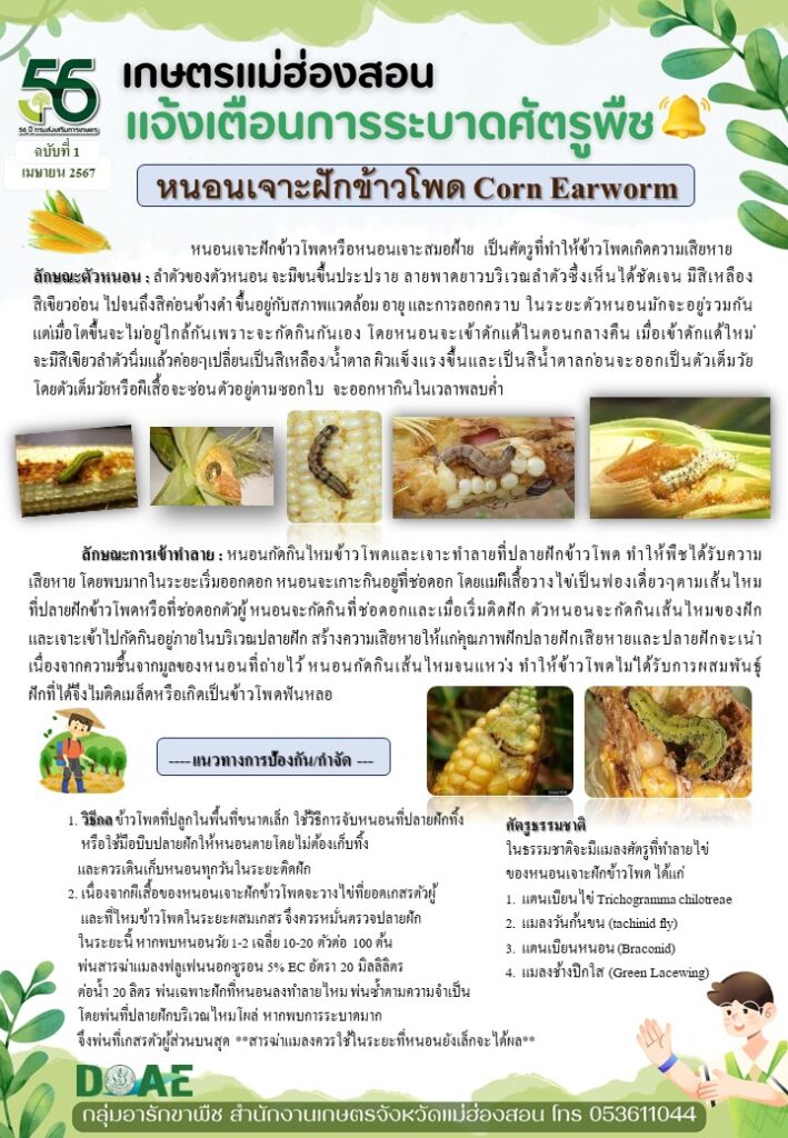 หนอนเจาะฝักข้าวโพด หนอนเจาะฝักข้าวโพด