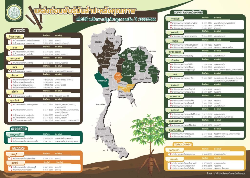 แหล่งท่อนพันธุ์มันสําปะหลังคุณภาพเพื่อใช้สําหรับเพาะปลูกในฤดูกาลผลิต ปี 2565/2566