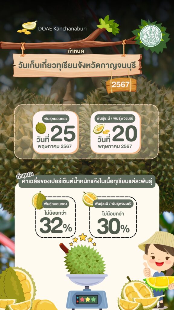 เกษตรกาญจน์….กำหนดวันเก็บเกี่ยวทุเรียนจังหวัดกาญจนบุรี ปี 2567