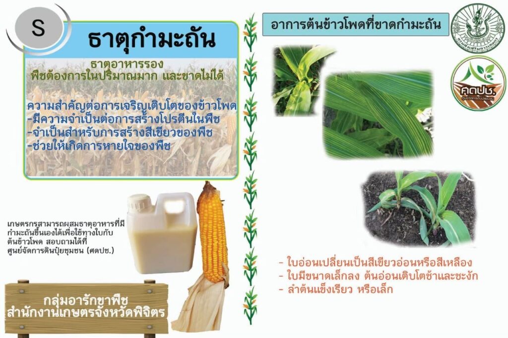 ธาตุอาหารที่สำคัญสำหรับข้าวโพดเลี้ยงสัตว์