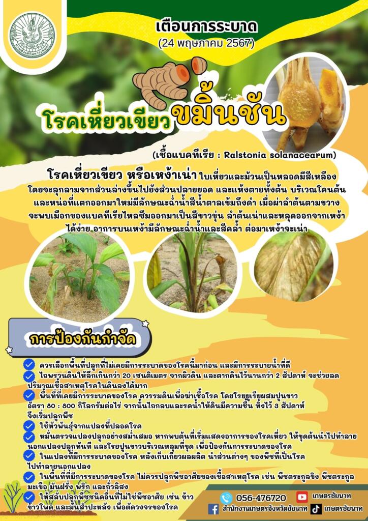 โรคเหี่ยวเขียวขมิ้นชัน