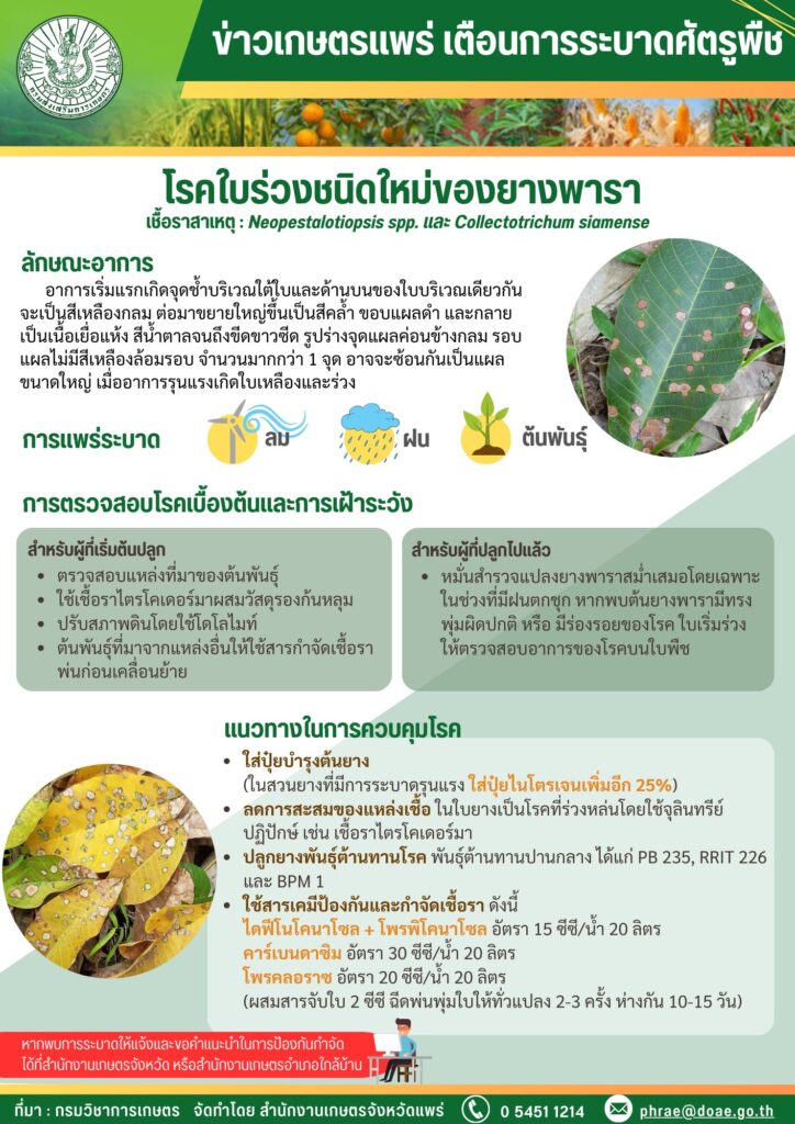โรคใบร่วงชนิดใหม่ของยางพารา โรคใบร่วงชนิดใหม่ของยางพารา