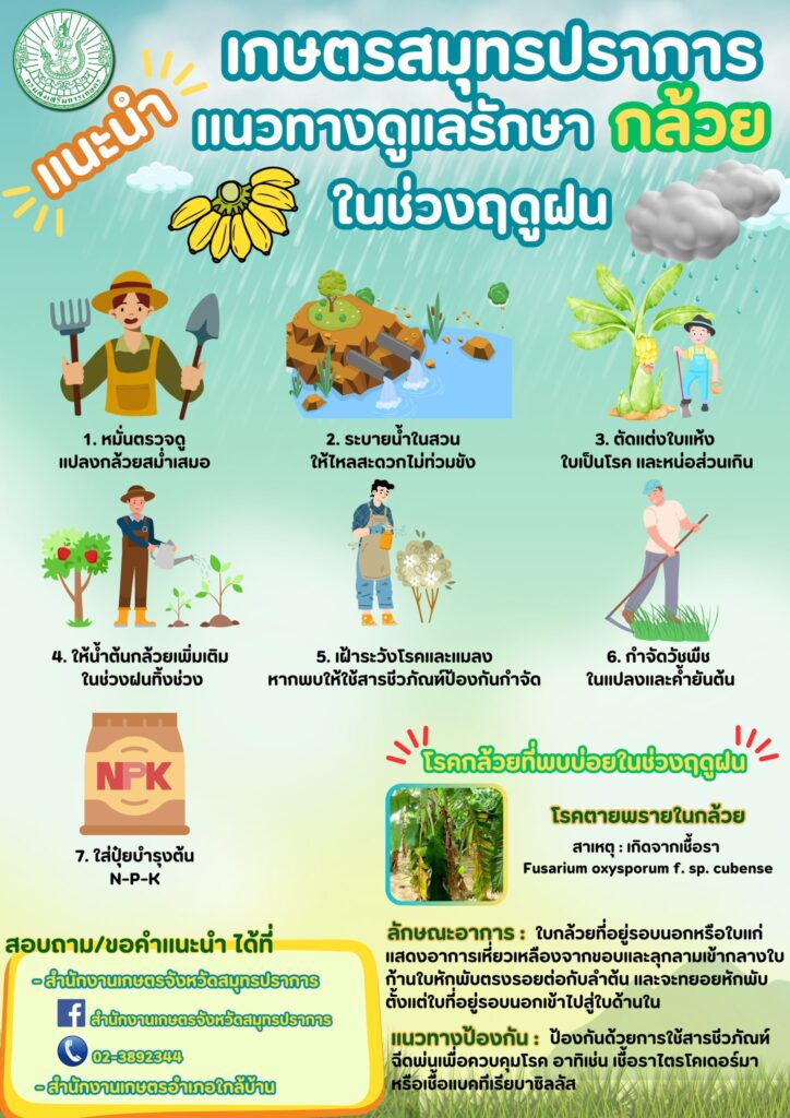 เกษตรสมุทรปราการแนะนำ แนวทางดูแลรักษากล้วยในช่วงฤดูฝน