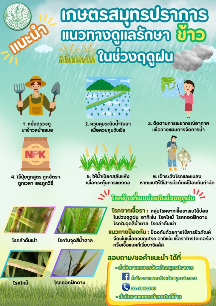 เกษตรสมุทรปราการแนะนำ แนวทางดูแลรักษาข้าวในช่วงฤดูฝน