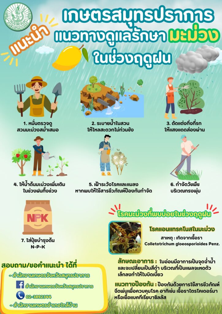 เกษตรสมุทรปราการแนะนำ แนวทางดูแลรักษามะม่วงในช่วงฤดูฝน