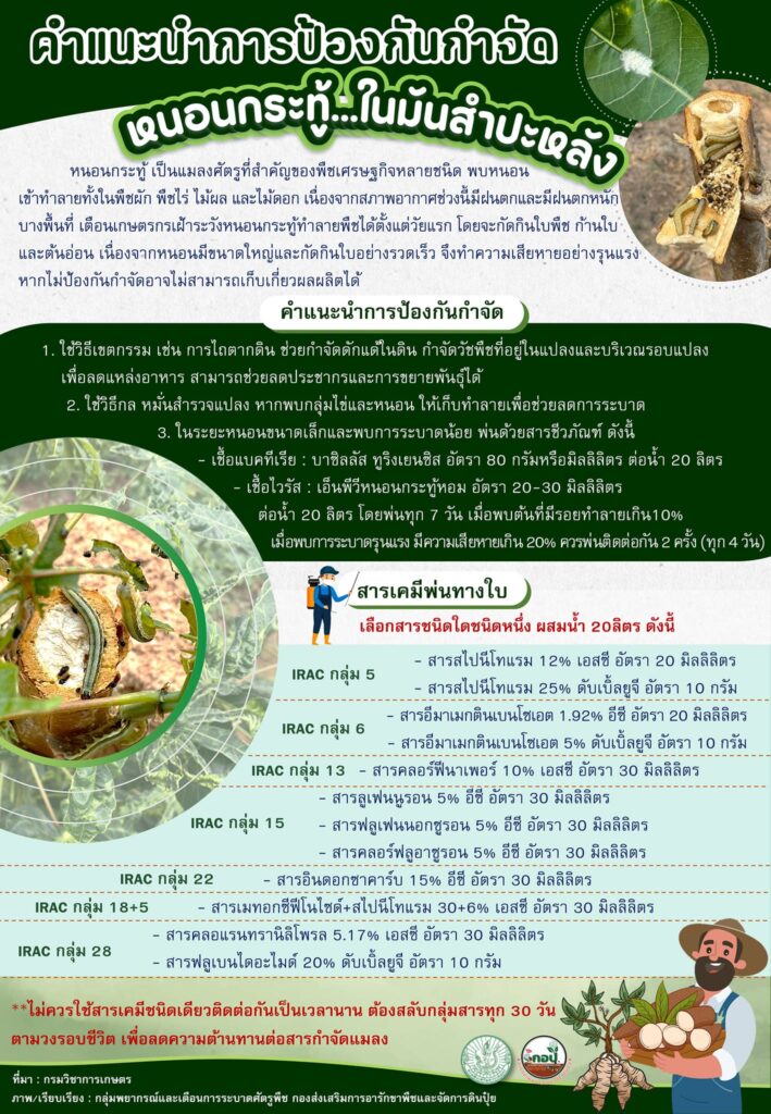 คำแนะนำการป้องกันกำจัด หนอนกระทู้...ในมันสำปะหลัง