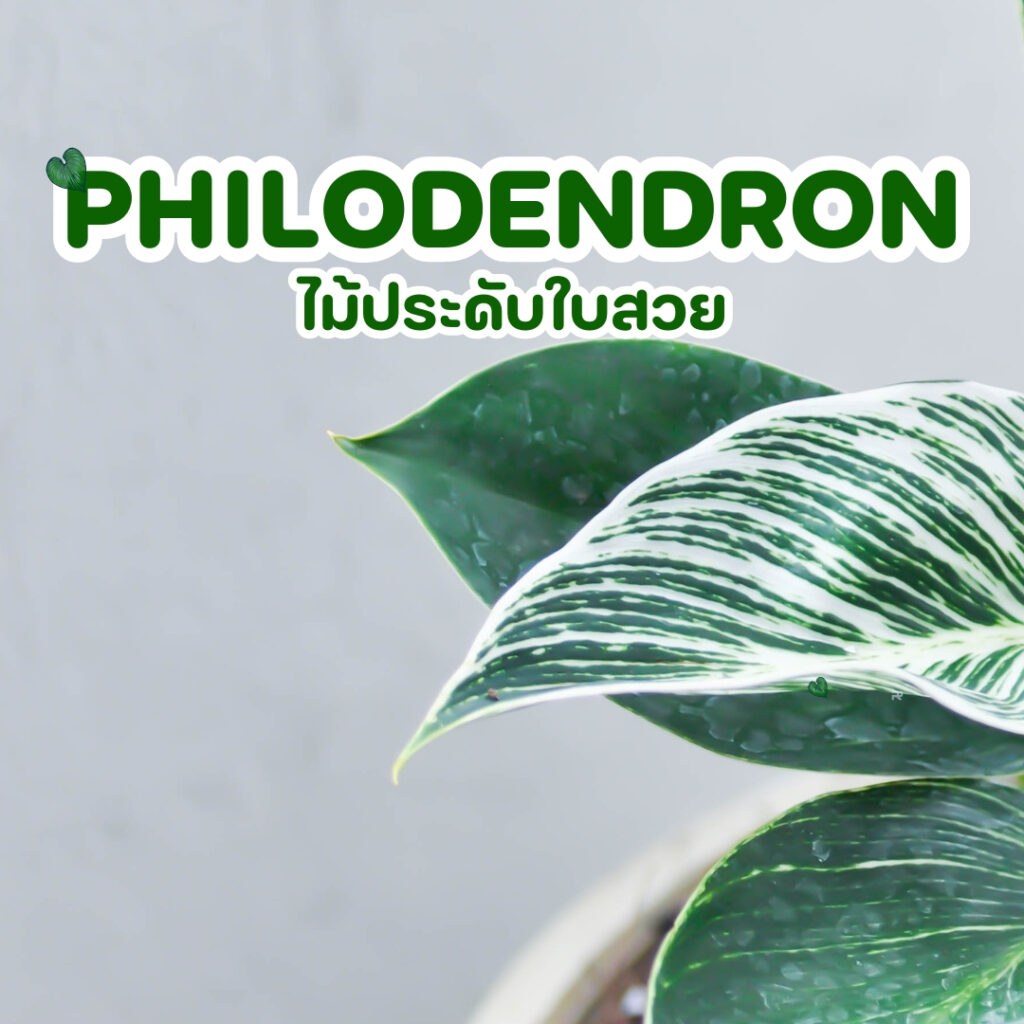 Philodendron