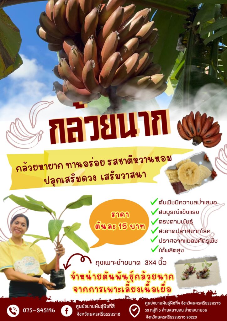 กล้วยนาก