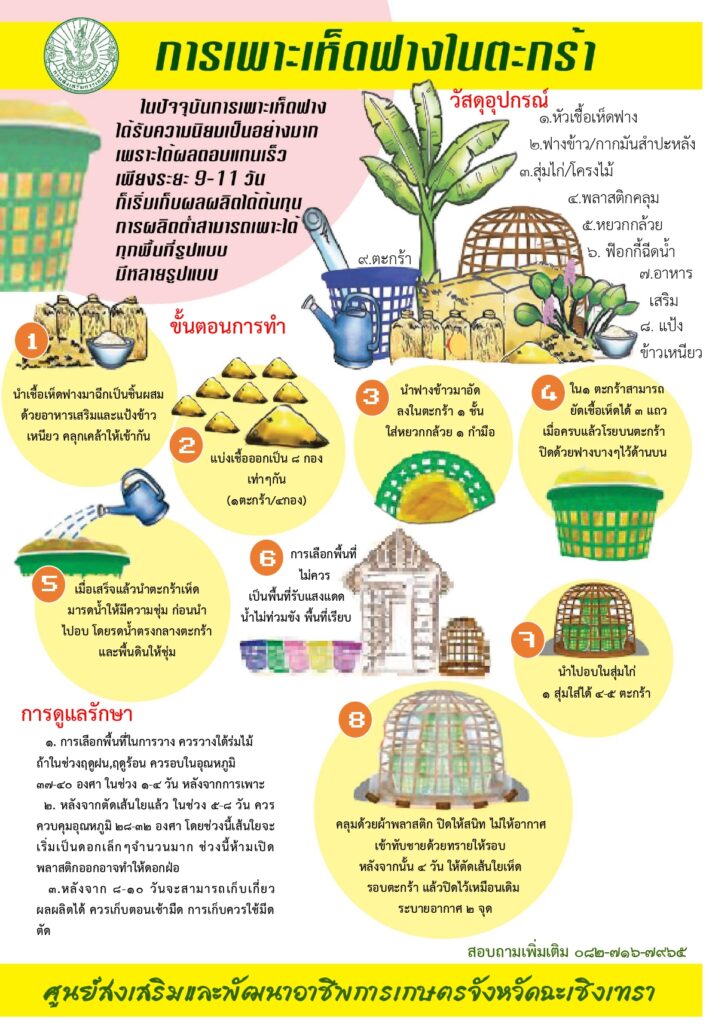 การเพาะเห็ดฟางในตะกร้า