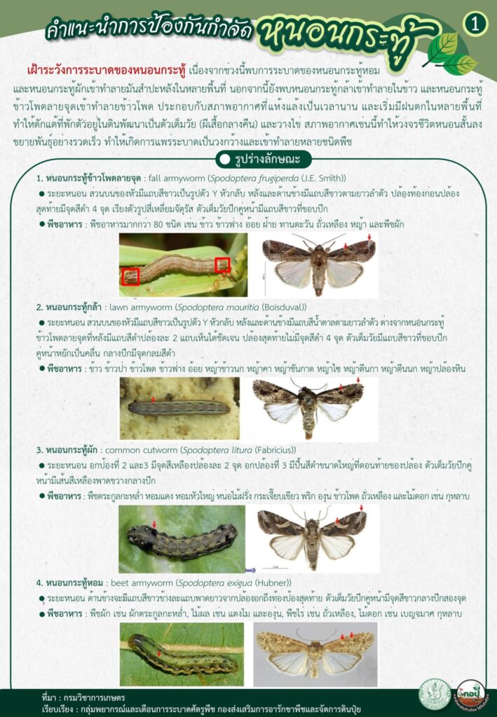 คำแนะนำการป้องกันหนอนกระทู้