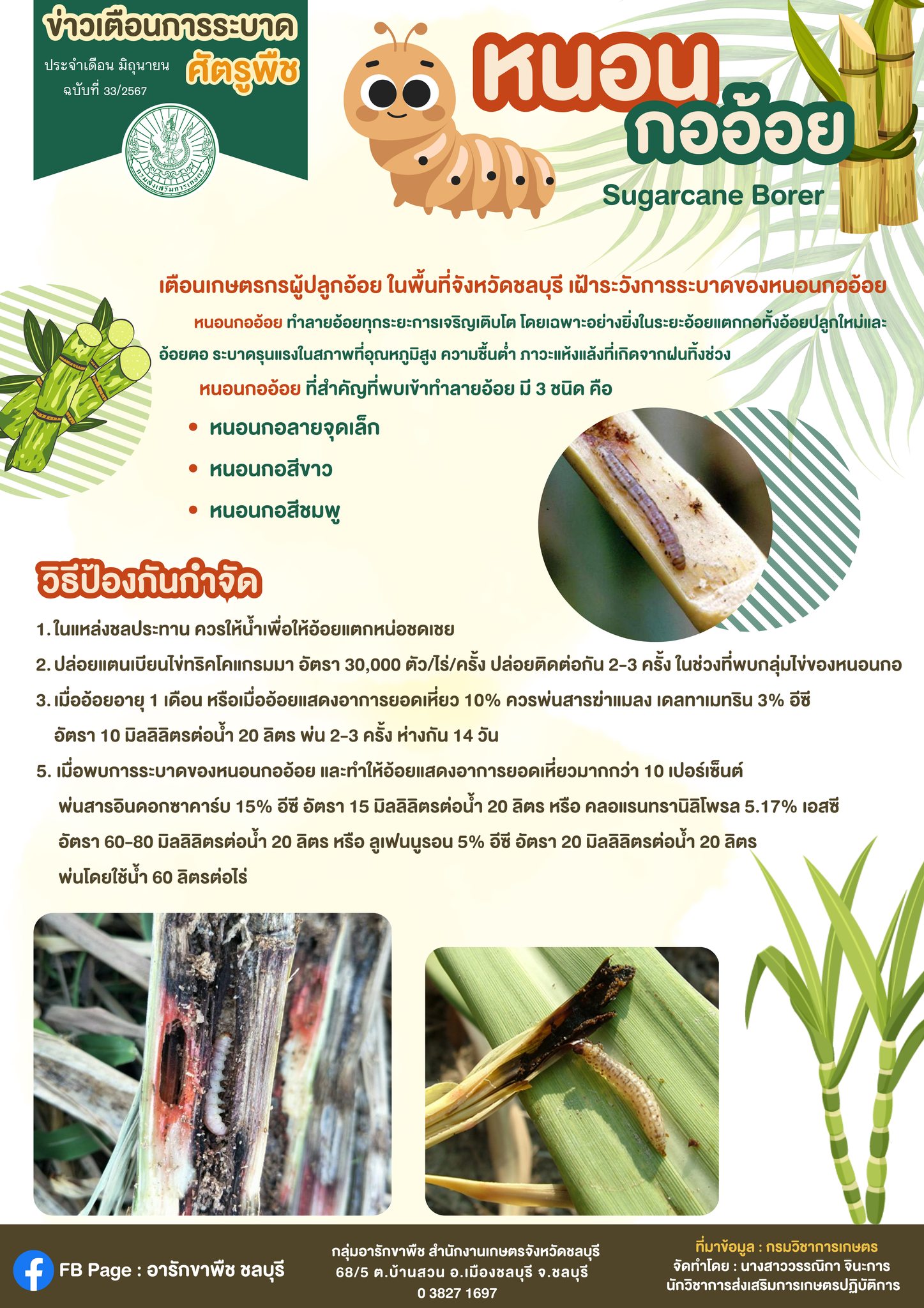 หนอนกออ้อย (Sugarcane Borer)