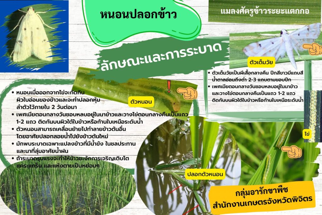 หนอนปลอกข้าว