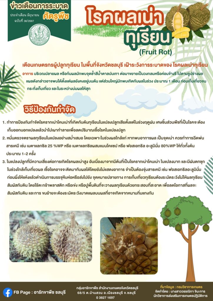 โรคผลเน่าทุเรียน (Fruit Rot)