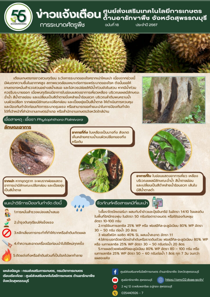โรครากเน่าโคนเน่าทุเรียน โรครากเน่าโคนเน่าทุเรียน