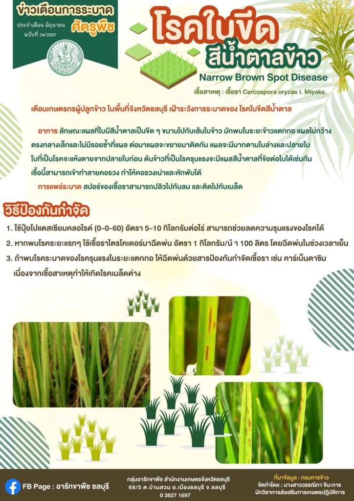 โรคใบขีดสีน้ำตาลข้าว (Narrow Brown Spot Disease)
