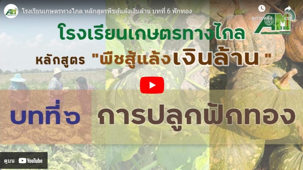 บทที่ 6 ฟักทอง