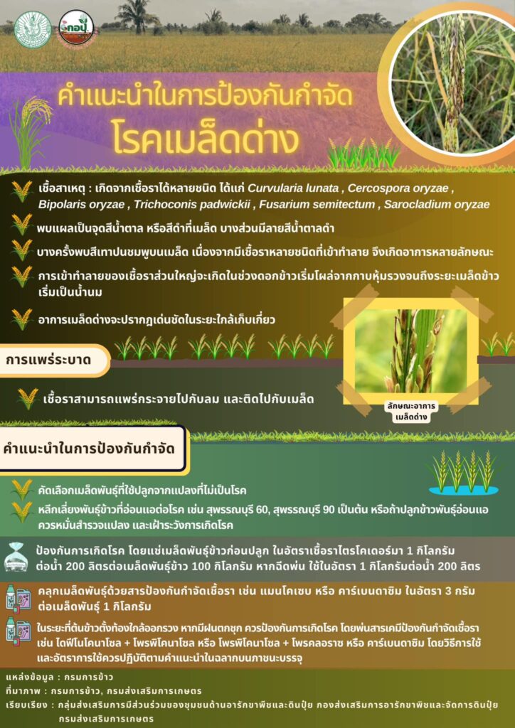โรคเมล็ดด่าง โรคเมล็ดด่าง