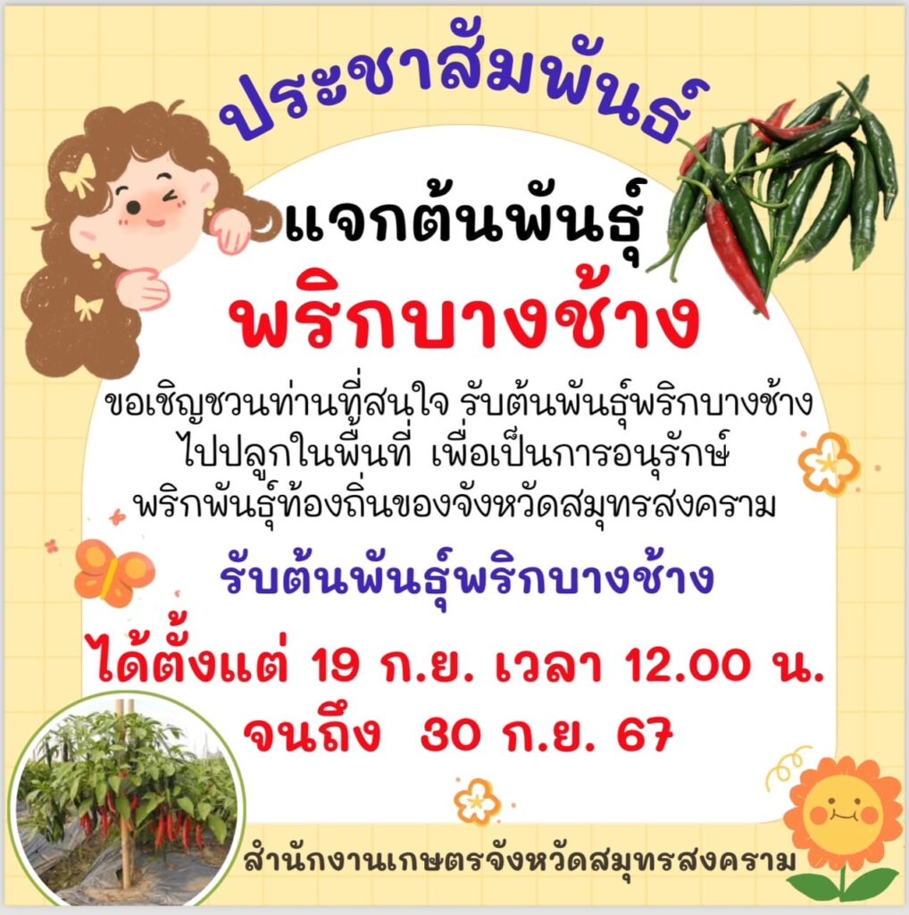 แจกต้นพันธุ์พริกบางช้าง