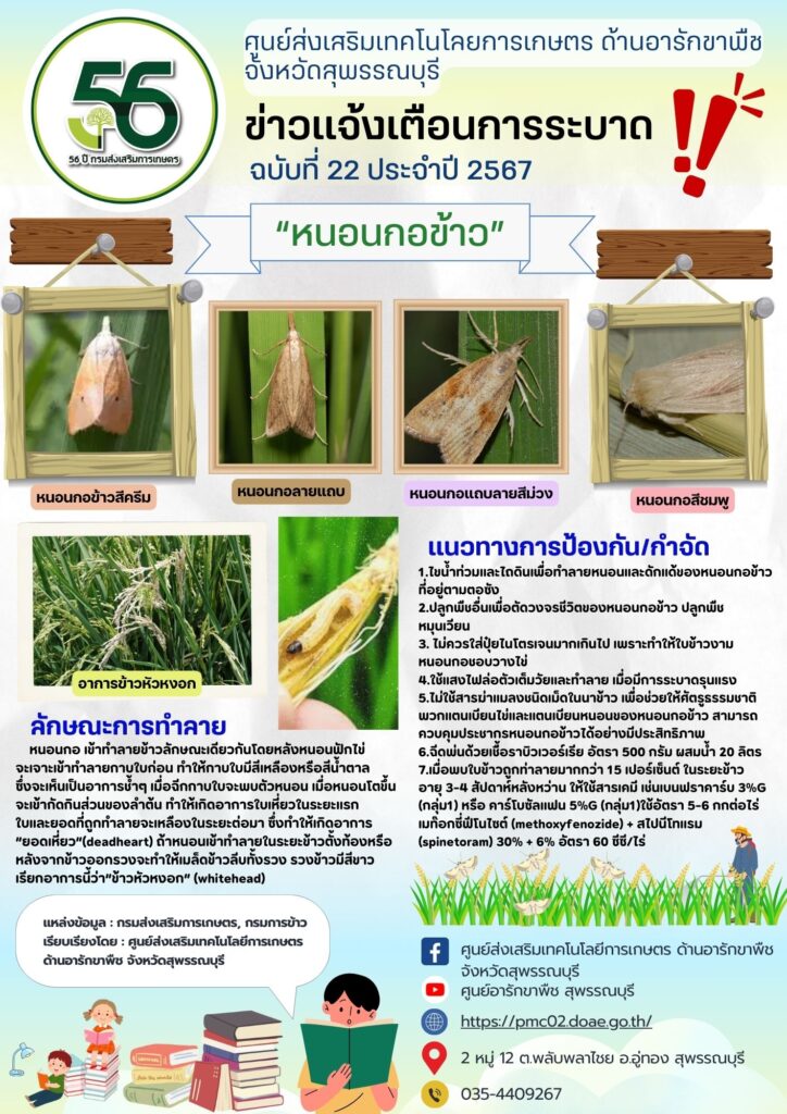 หนอนกอข้าว