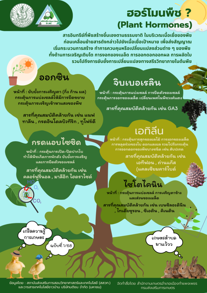 ฮอร์โมนพืช? (Plant Hormones) ฮอร์โมนพืช? (Plant Hormones)
