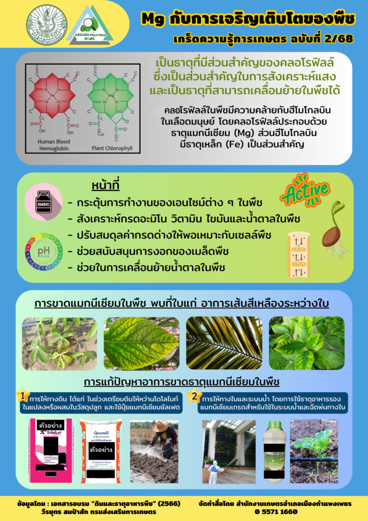 แมกนีเซียมกับการเจริญเติบโตของพืช