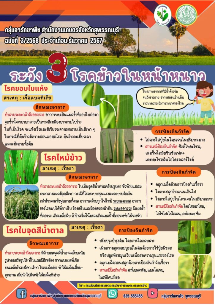 ระวัง 3 โรคข้าวในหน้าหนาว