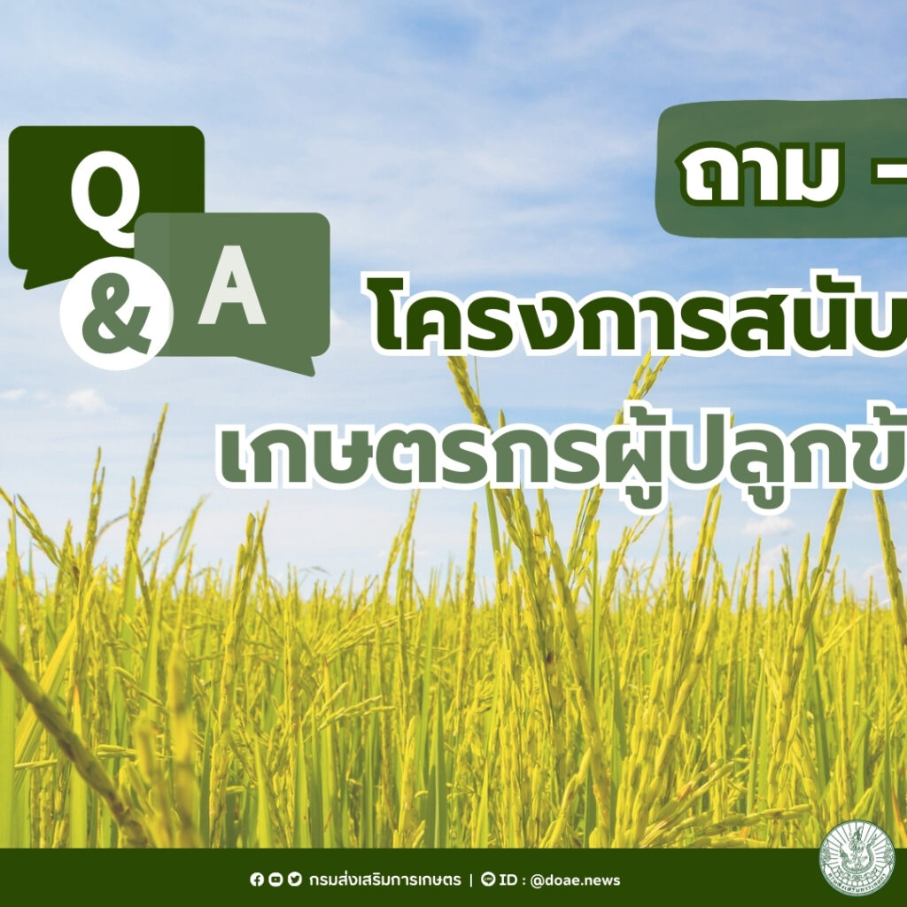ตรวจสอบสถานะการแจ้งเพาะปลูกข้าวปี 2567/2568 (ไร่ละ 1,000) ตรวจสอบสถานะการแจ้งเพาะปลูกข้าวปี 2567/2568 (ไร่ละ 1,000)