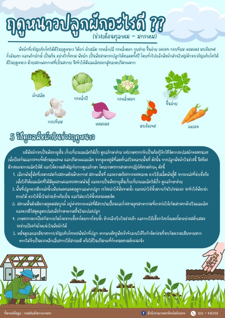 ฤดูหนาวปลูกผักอะไรดี? ฤดูหนาวปลูกผักอะไรดี?