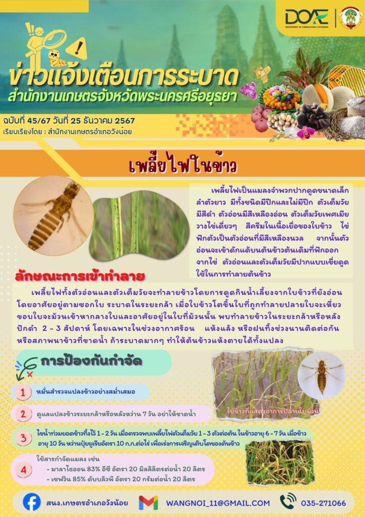 เพลี้ยไฟในข้าว เพลี้ยไฟในข้าว