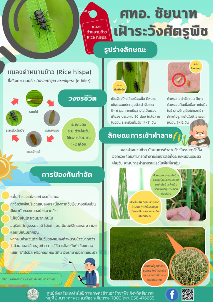 แมลงดำหนามข้าว (Rice hispa)