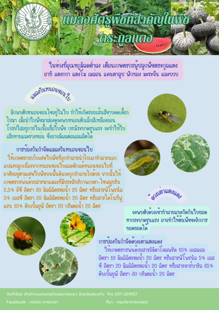 แมลงศัตรูพืชที่สำคัญในพืชตระกูลแตง แมลงศัตรูพืชที่สำคัญในพืชตระกูลแตง