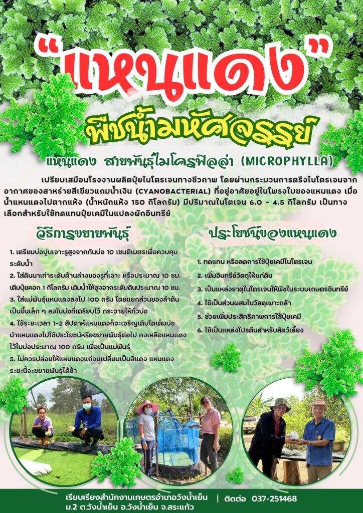 แหนแดง พืชน้ำมหัศจรรย์ แหนแดง พืชน้ำมหัศจรรย์