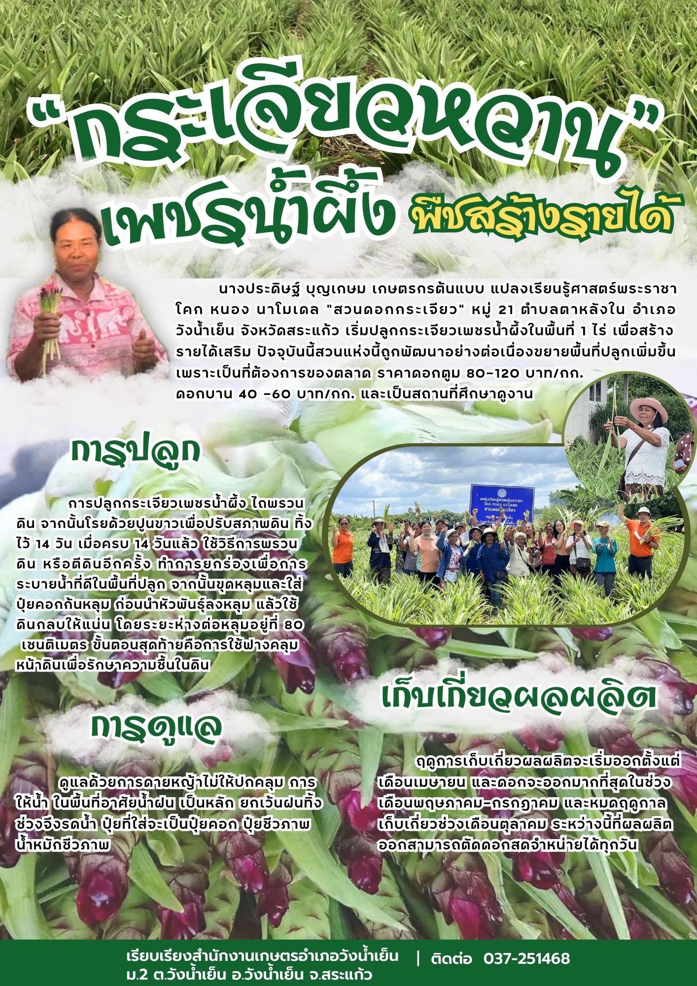 "กระเจียวหวาน" เพชรน้ำผึ้ง พืชสร้างรายได้ "กระเจียวหวาน" เพชรน้ำผึ้ง พืชสร้างรายได้