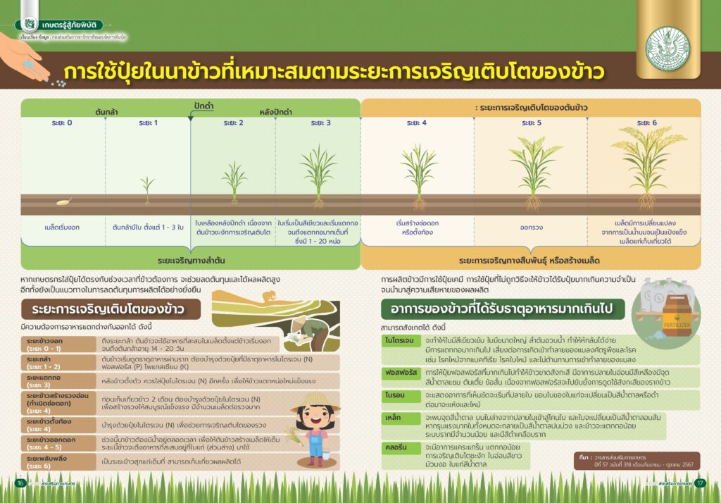 การใช้ปุ๋ยในนาข้าวที่เหมาะสมตามระยะการเจริญเติบโตของข้าว การใช้ปุ๋ยในนาข้าวที่เหมาะสมตามระยะการเจริญเติบโตของข้าว