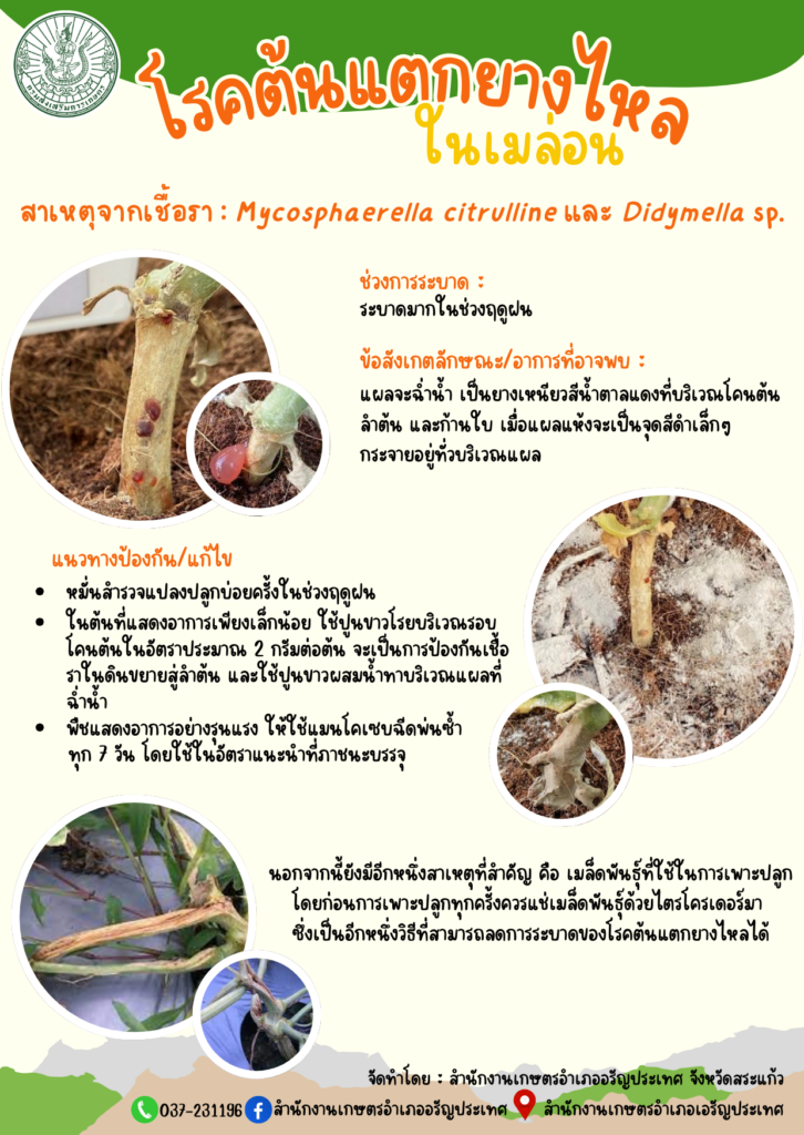 โรคต้นแตกยางไหลในเมล่อน โรคต้นแตกยางไหลในเมล่อน