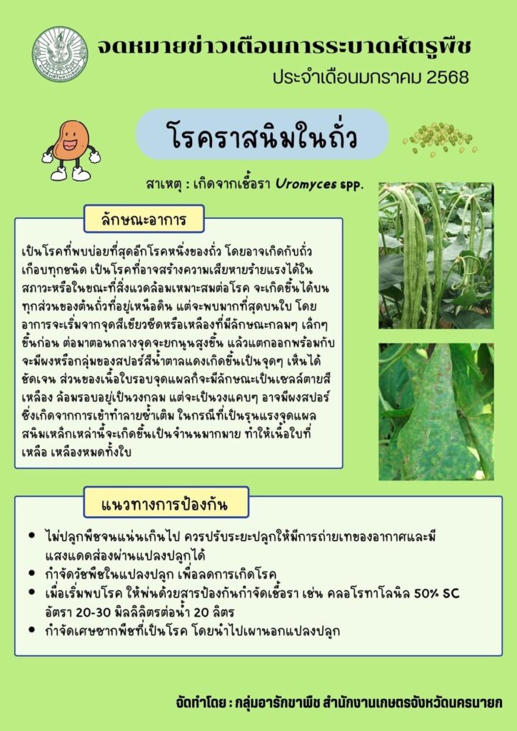 โรคราสนิมในถั่ว