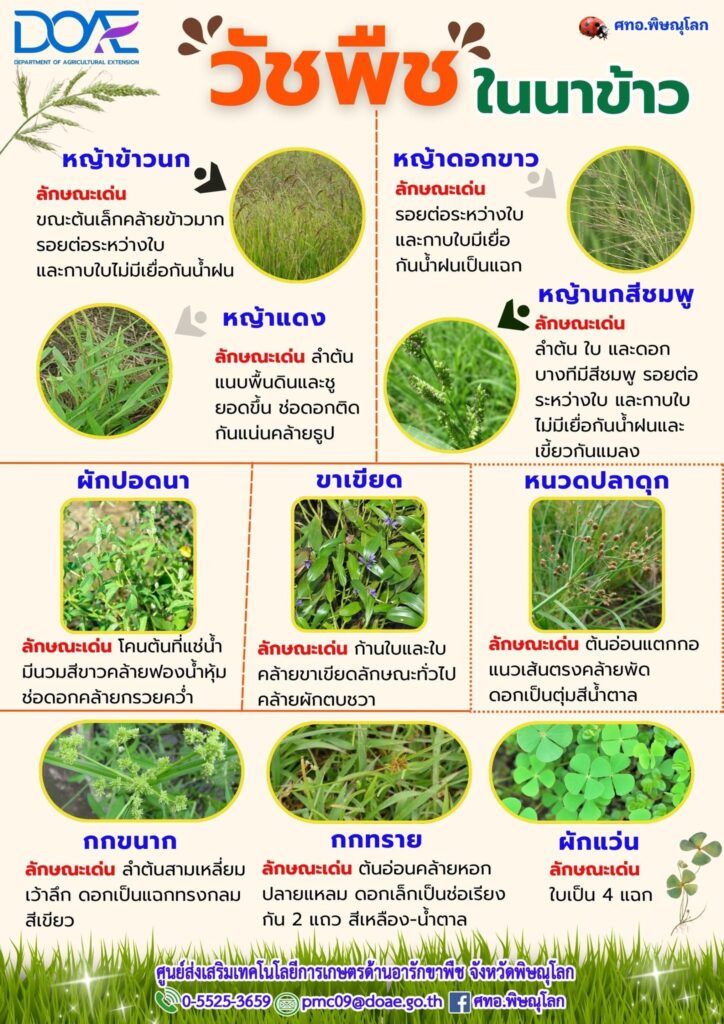 วัชพืชในนาข้าว วัชพืชในนาข้าว
