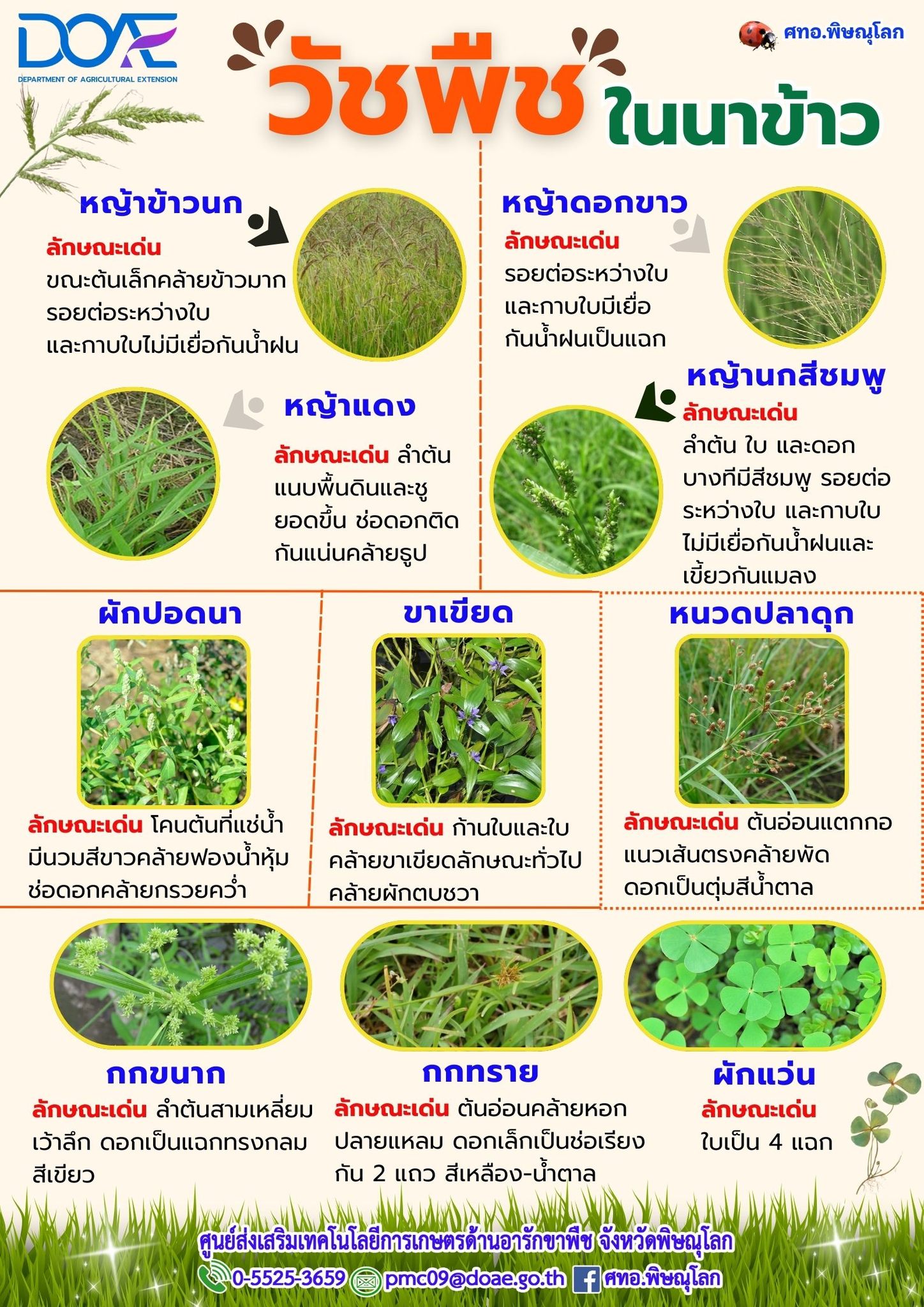 วัชพืชในนาข้าว วัชพืชในนาข้าว