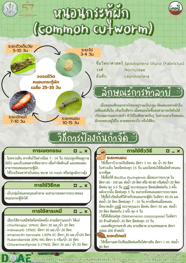 หนอนกระทู้ผัก