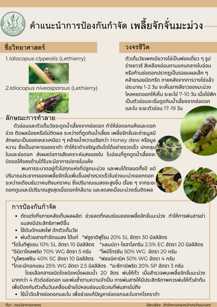 เพลี้ยจักจั่นมะม่วง