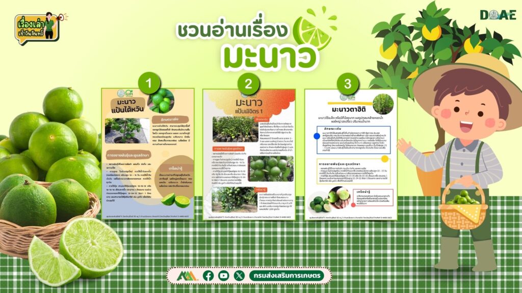 เรื่องเล่าเช้าวันจันทร์ "มะนาว" เรื่องเล่าเช้าวันจันทร์ "มะนาว"