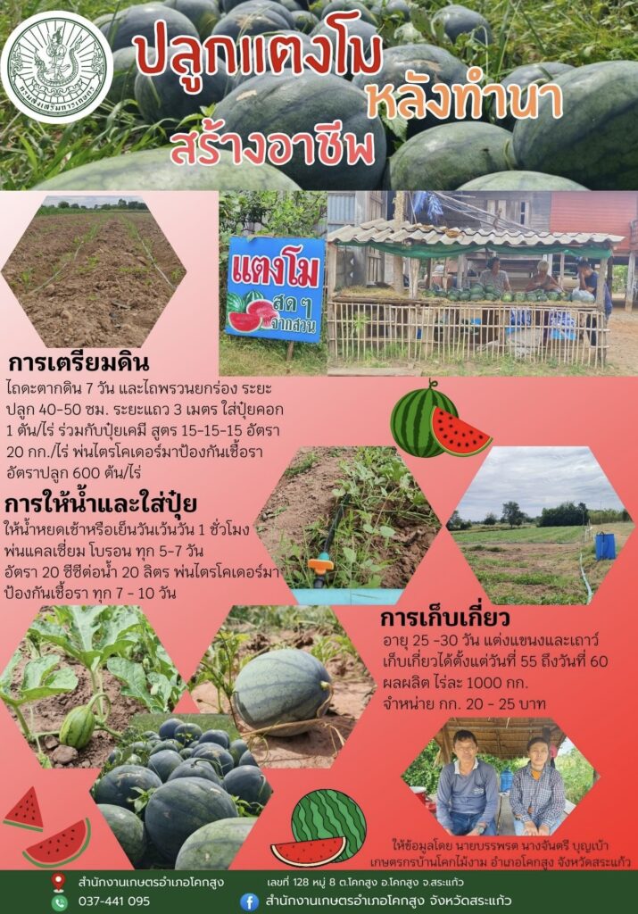 ปลูกแตงโมหลังทำนา สร้างอาชีพ ปลูกแตงโมหลังทำนา สร้างอาชีพ