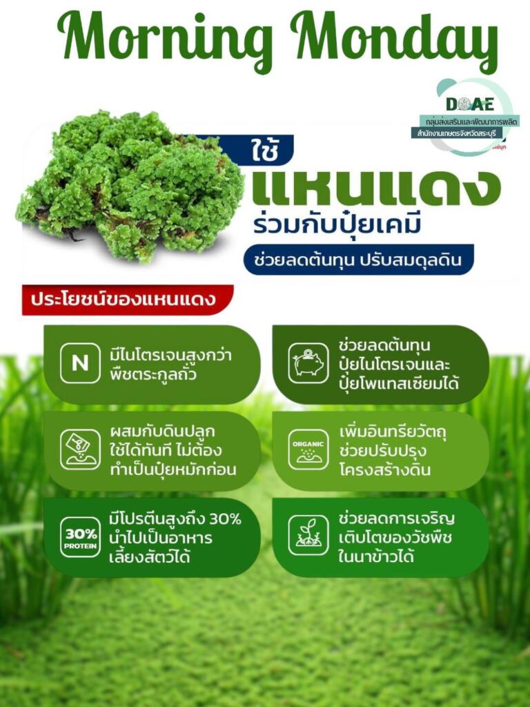 ใช้แหนแดงร่วมกับปุ๋ยเคมี ช่วยลดต้นทุน ปรับสมดุลดิน ใช้แหนแดงร่วมกับปุ๋ยเคมี ช่วยลดต้นทุน ปรับสมดุลดิน