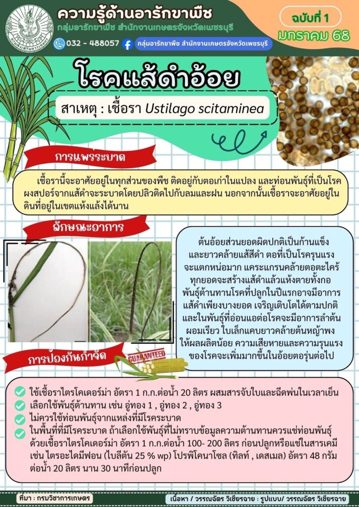 โรคแส้ดำอ้อย