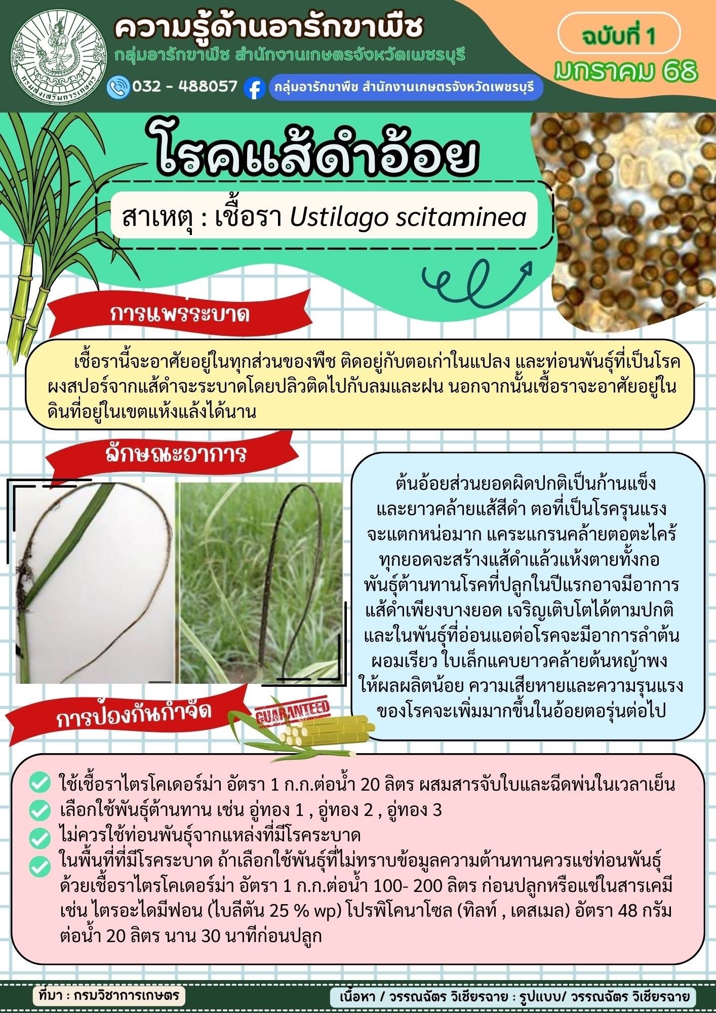 โรคแส้ดำอ้อย โรคแส้ดำอ้อย