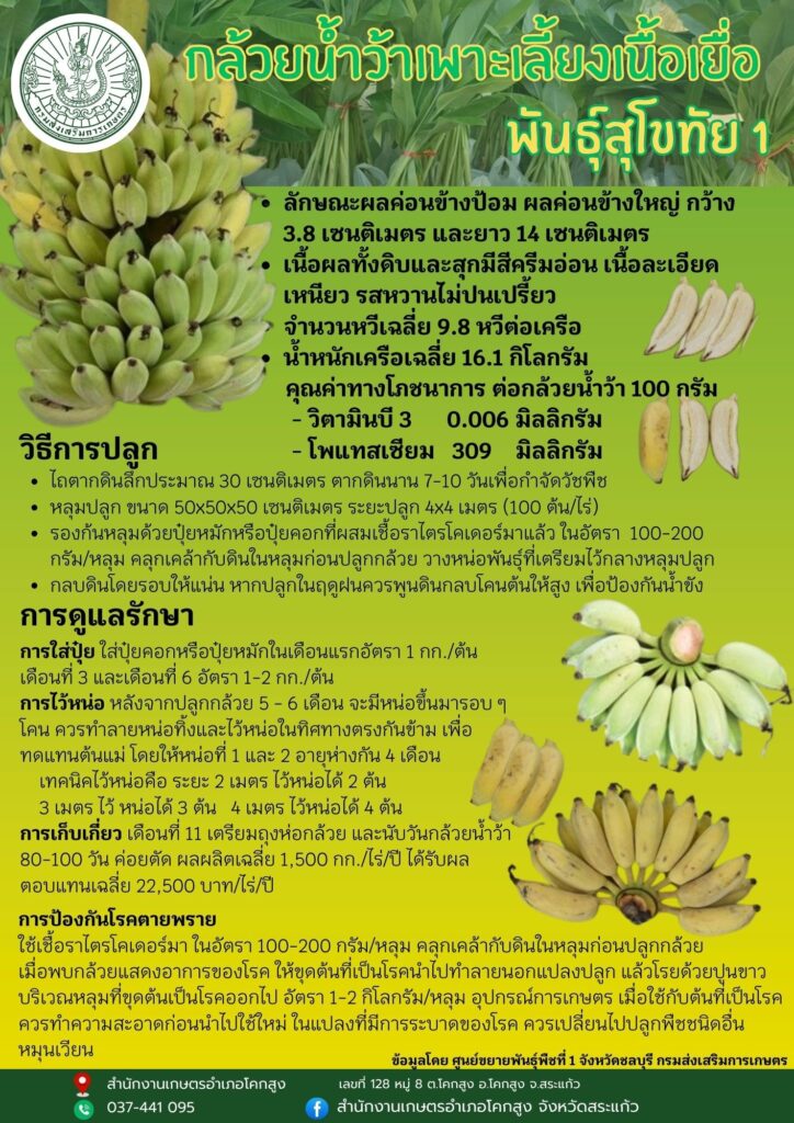 กล้วยน้ำว้าเพาะเลี้ยงเนื้อเยื่อ พันธุ์สุโขทัย 1 กล้วยน้ำว้าเพาะเลี้ยงเนื้อเยื่อ พันธุ์สุโขทัย 1