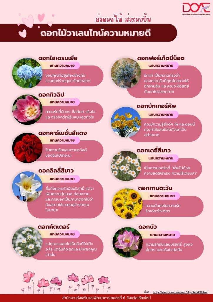 ดอกไม้วาเลนไทน์ความหมายดี ดอกไม้วาเลนไทน์ความหมายดี