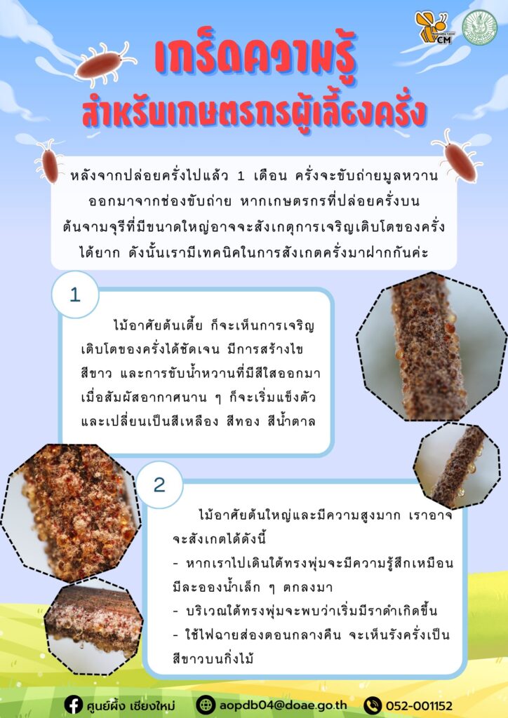 เกร็ดความรู้สำหรับเกษตรกรผู้เลี้ยงครั่ง เกร็ดความรู้สำหรับเกษตรกรผู้เลี้ยงครั่ง
