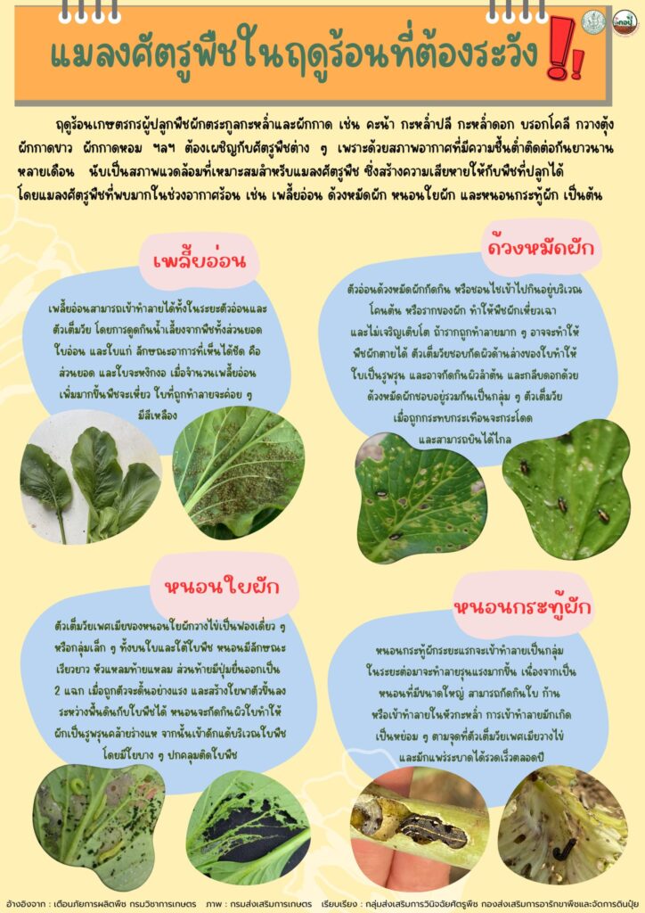 แมลงศัตรูพืชในฤดูร้อนที่ต้องระวัง แมลงศัตรูพืชในฤดูร้อนที่ต้องระวัง