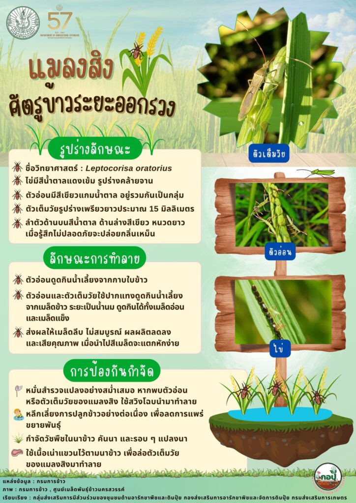 แมลงสิง ศัตรูข้าวระยะออกรวง แมลงสิง ศัตรูข้าวระยะออกรวง